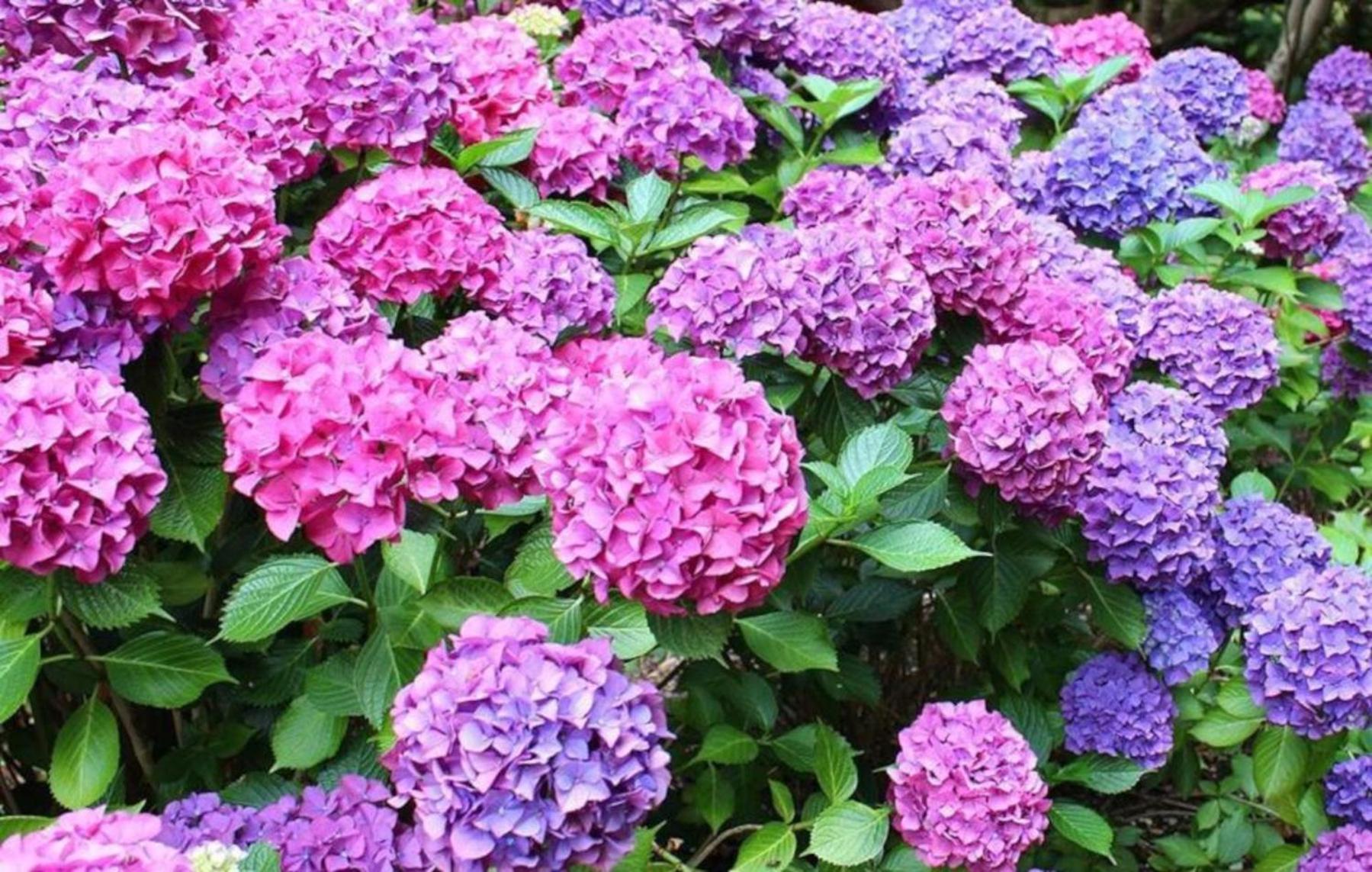 La Casita De Las Hortensias Ortigosa del Monte Extérieur photo